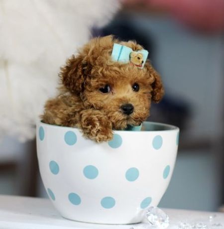 Little dog in teacup with bow